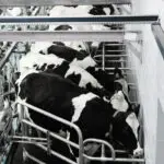 Milking Parlour Paint
