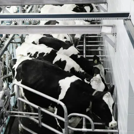 Milking Parlour Paint