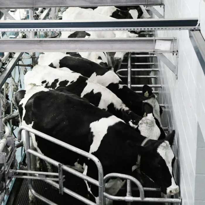 Milking Parlour Paint