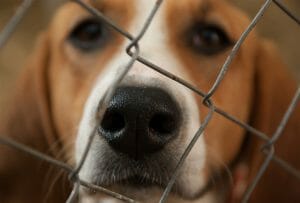 Dog Kennel Floor Paint