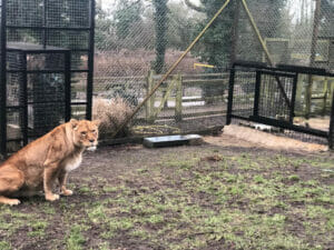 Black agricultural oxide used in a lion enclosure