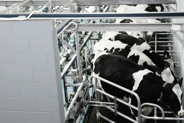 Milking Parlour Paint